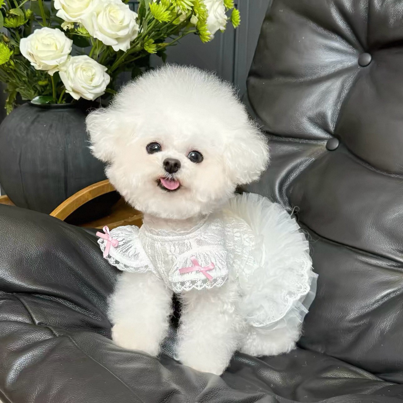 2026 Princess Style Pet Dress  – обзор и цена Lace Teddy Lingerie