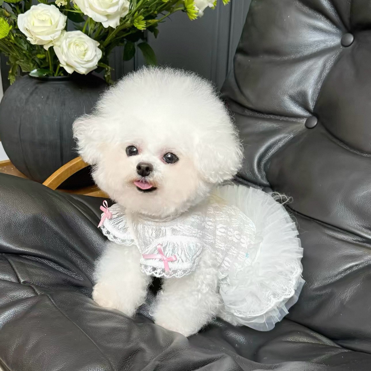 2026 Princess Style Pet Dress  – обзор и цена Lace Teddy Lingerie